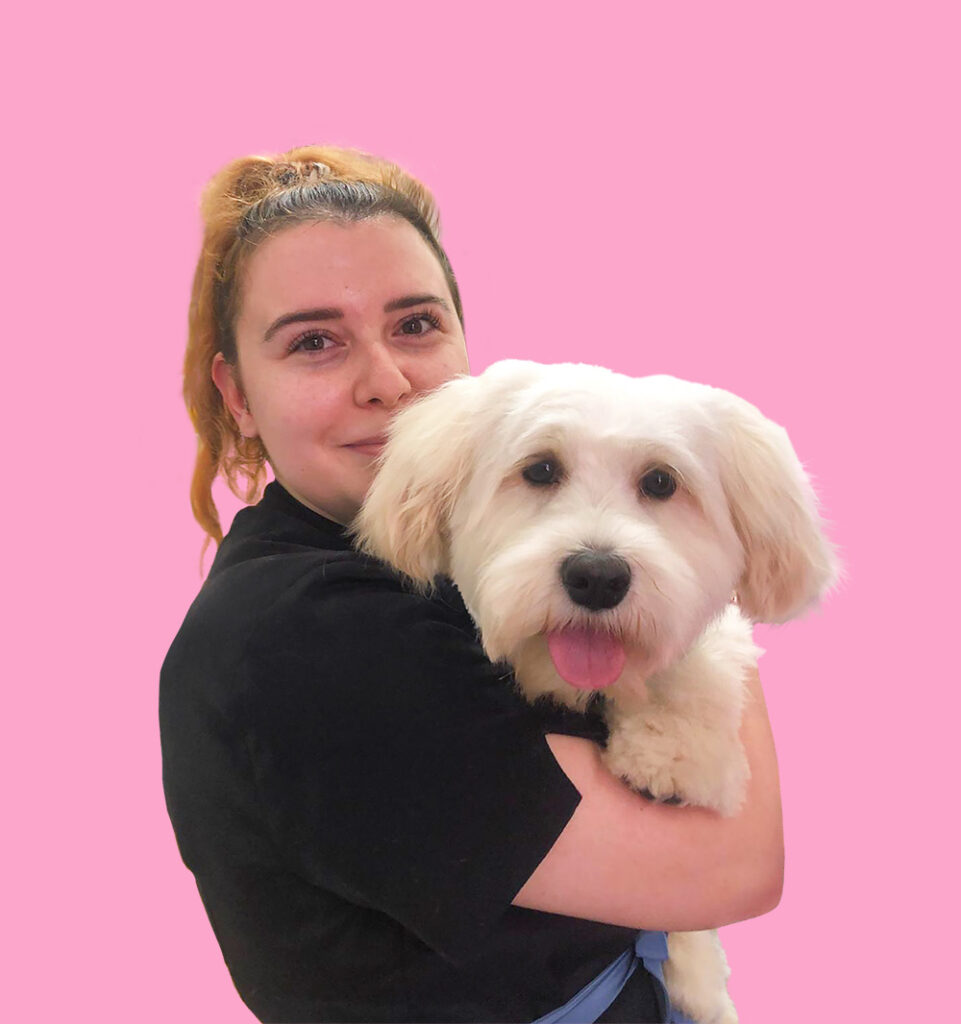 dog groomer with white dog pink background