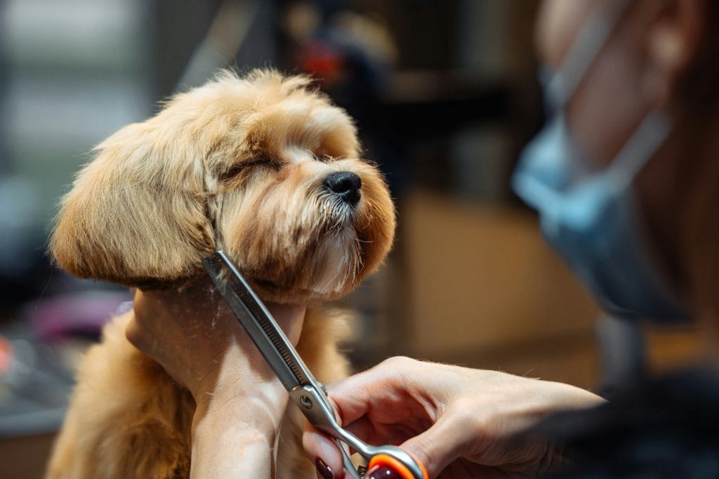 Professional haircut of the dog's head. The master cuts wool with scissors.