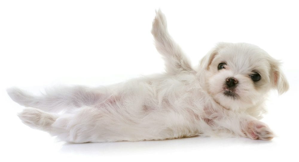 puppy maltese dog laying down